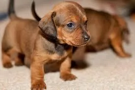 Stunning Miniature Dachshund pups