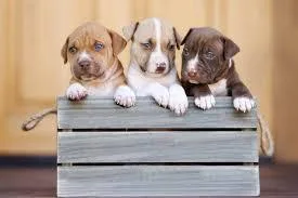 Potty Trained Pitbull Puppies Available