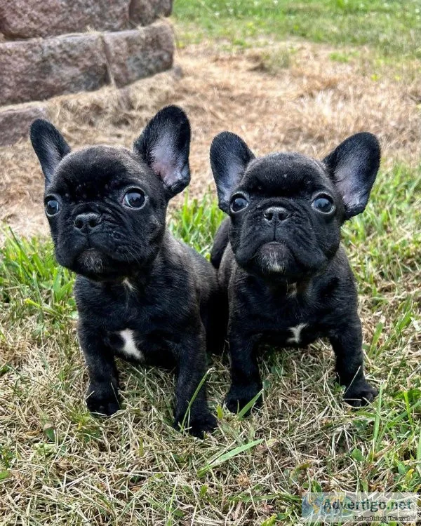 French Bulldog