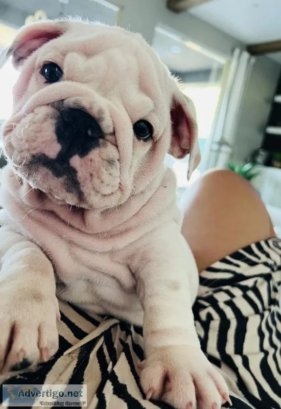 English Bulldog Pups