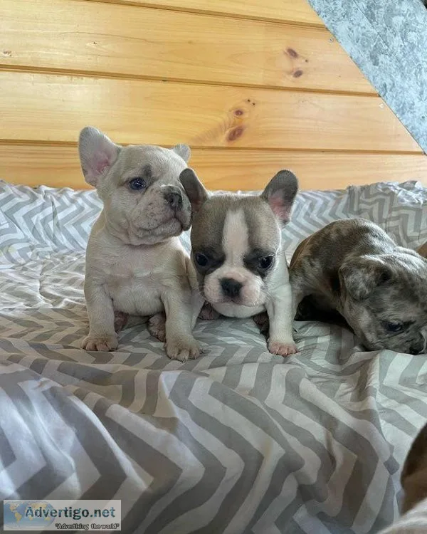 Akc registered french Bulldog puppies