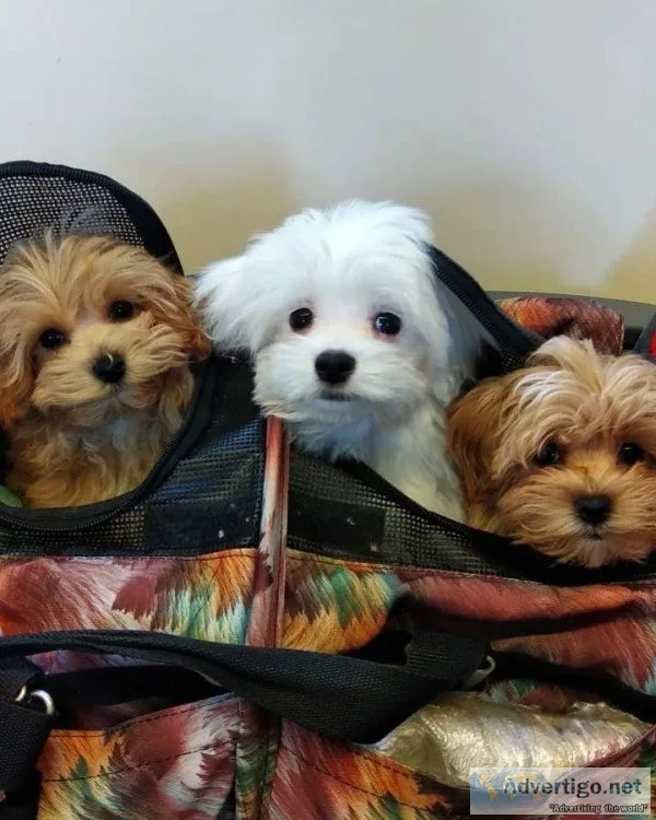 Top Class Maltipoo Puppies Available