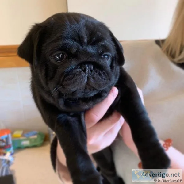 pick me charming pug puppies for adoption