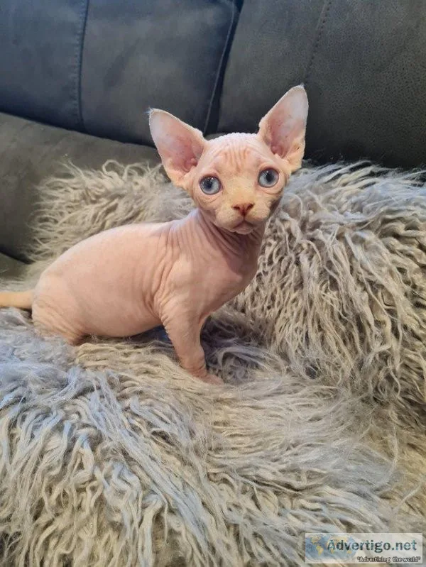 Beautiful sphynx kittens ready now