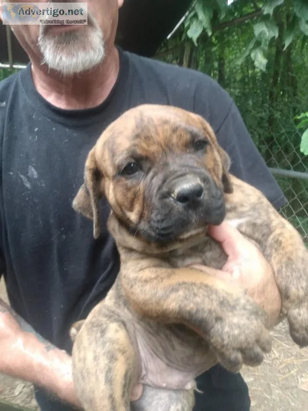 Bandogge puppies