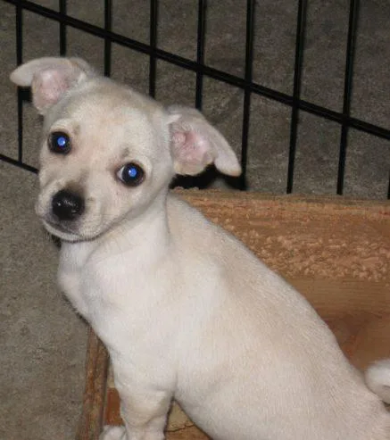 CHIHUAHUA MALE PUPPY