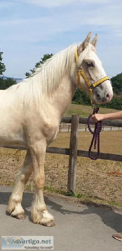 Big Palomino yearling cob coltcan be gelded here