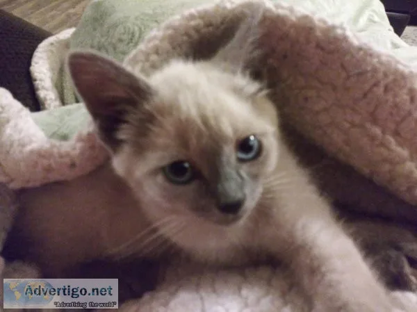 Siamese kittens