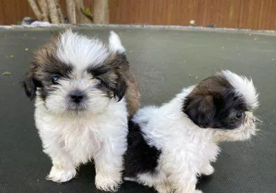 dsfvdss Shihtzupuppies
