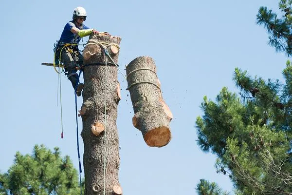 SG Tree Services Offers Professional Tree Dismantling Services t