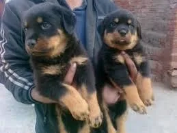 Rottweiler puppies Needs a New Family