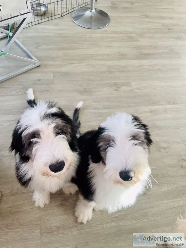 Old English Sheep dog Puppies