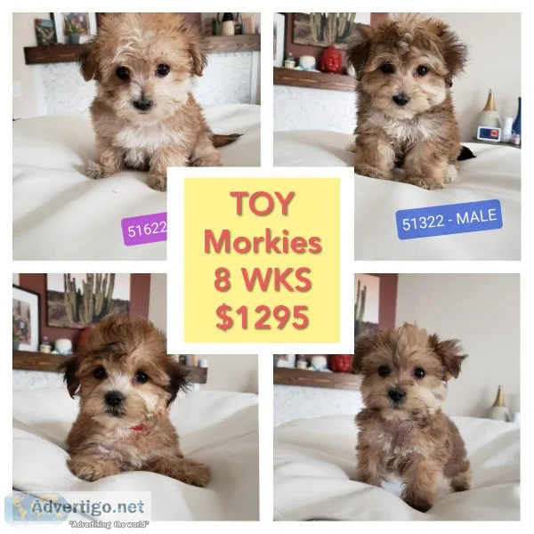 Beautiful TOY Morkie  Yorktese Puppies - READY NOW