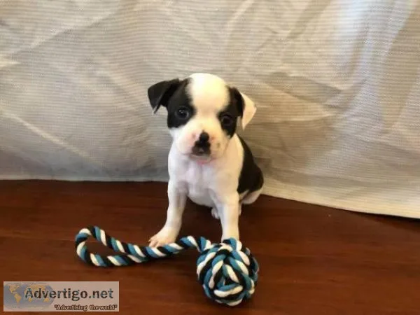Cute Boston terrier puppies for sale