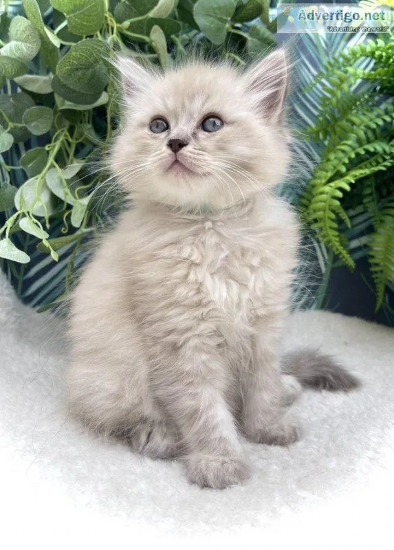 Pedigree Registered Ragdoll Kittens