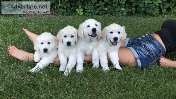 All White Golden Retriever English Cream