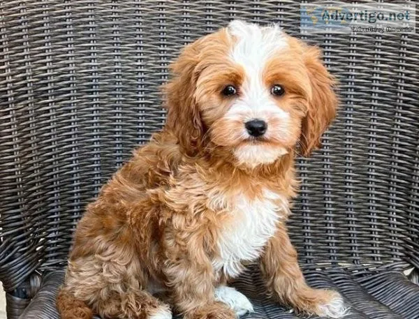 sdcf cute F1 cavapoo pups