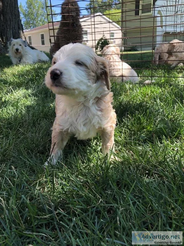 Multigeneration Goldendoodle Puppies