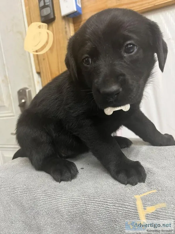German Sheprador Pups for Sale