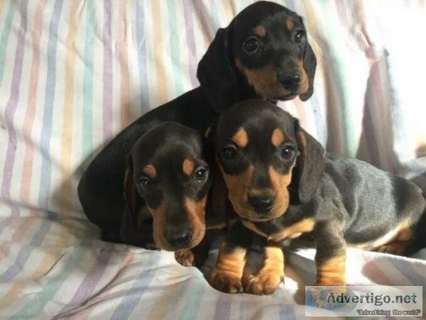 AKC Chocolate Dachshund puppies