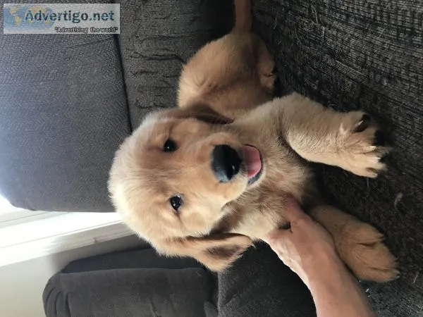 Golden retriever puppy
