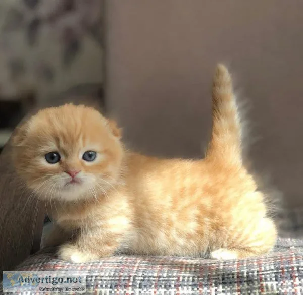 Brilliant and smart Munchkin kittens for sale
