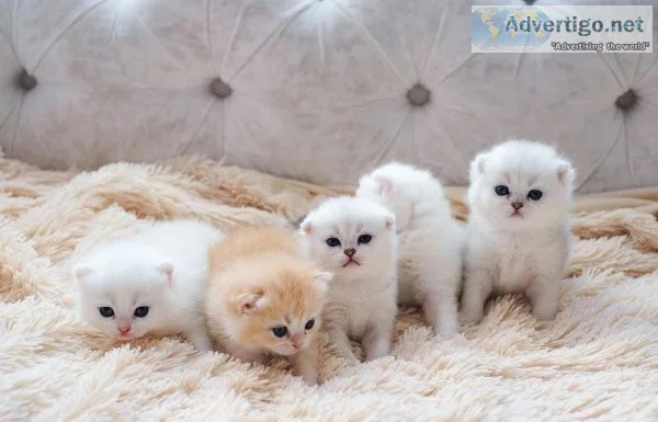 Beautiful Munchkins for sale