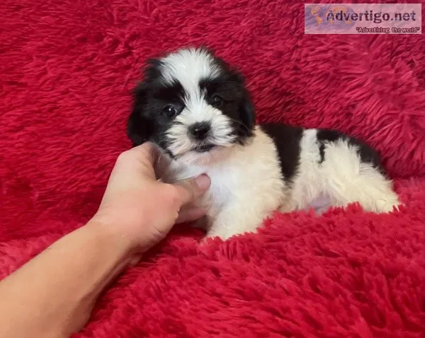 MalteseShih Tzu Puppy