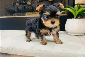 Uri the Yorkshire Terrier here