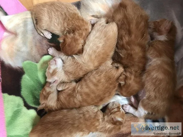 Maine Coon kittens