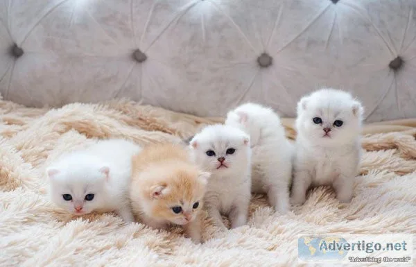 SAB Munchkin kittens for sale