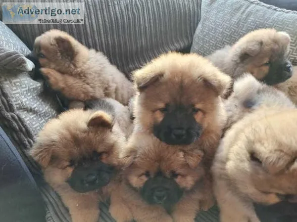 7 Chow Chow puppies
