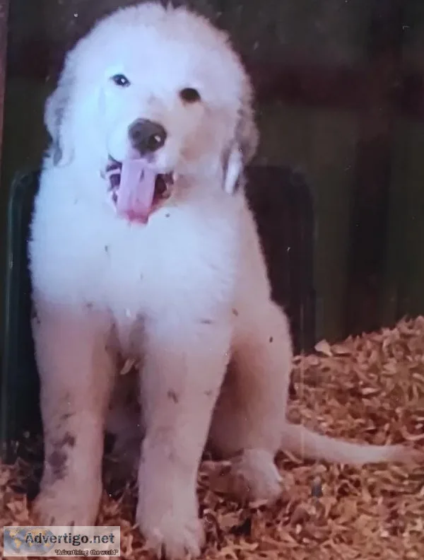 Great pyrenees puppies