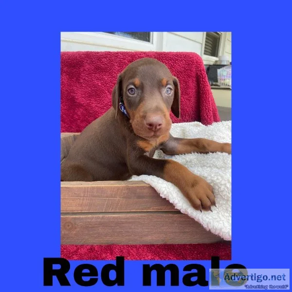 AKC Doberman Puppies