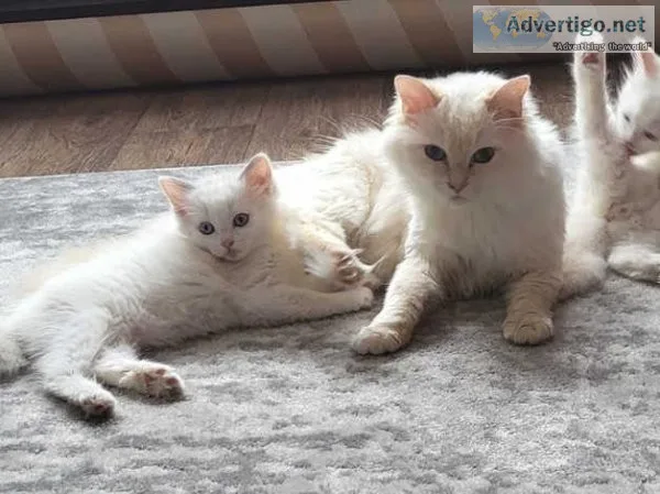 Ragdoll Kittens 1 female and 1 male left