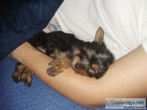 microchiped Yorkshire terriers