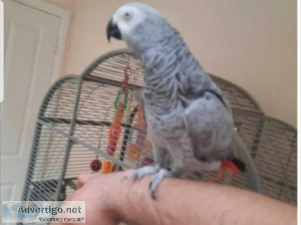 African Grey Parrot Talking Fully Tamed