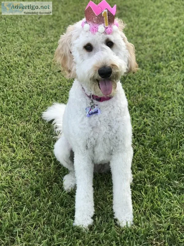 Goldendoodle Rehome (spayed and trained)