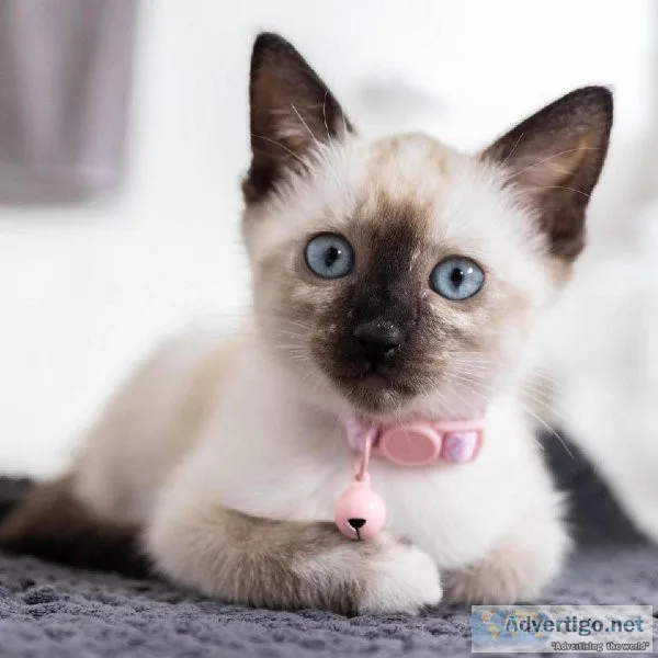 Ragdoll Kitten for adoption