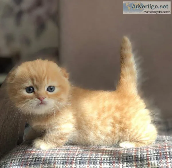 Correct Munchkin kittens for sale