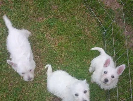WOUNDERFUL WESTIE PUPPIES REGISTERED