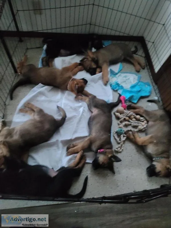 German Shepherd Puppies available now