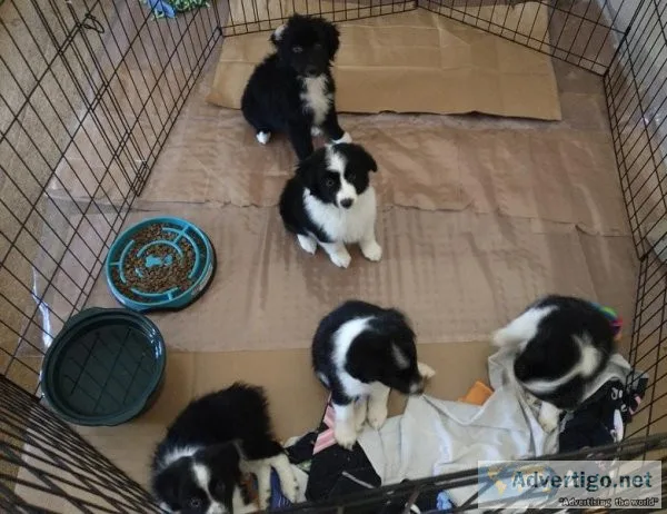 Gorgeous Mini Aussie s Purebred