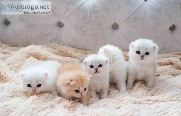 Ordered Munchkin kittens for sale