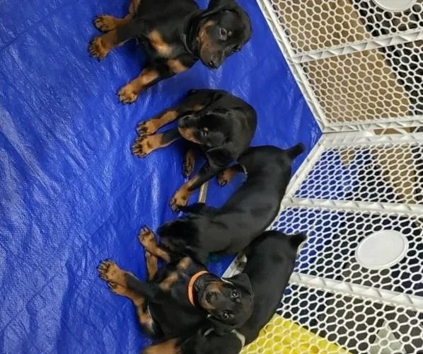 4 Doberman Pinscher Puppies Available