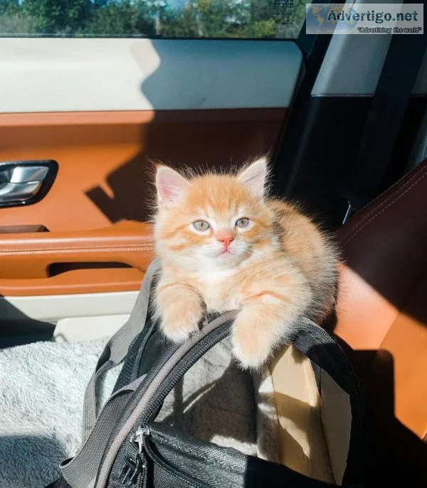 Joybringer Munchkin kittens for sale