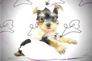 Give a Pet a Forever Home