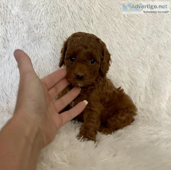 Poodle Puppies