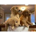 AKC Golden Retriever Puppies