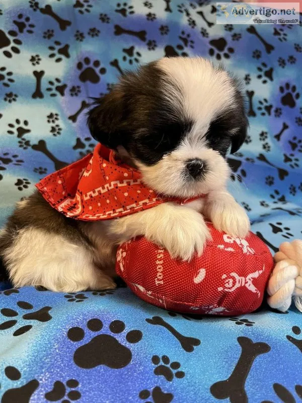 LHASA APSO CUTE MALE PUPPIES